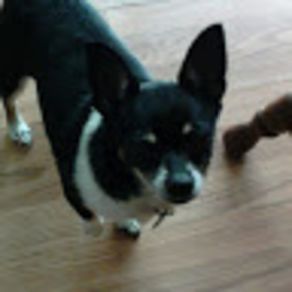 Meet your Posher, Bobbyjoe - Picture 1 of 1